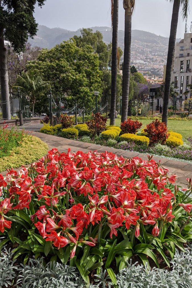 Flowers at a garden in Funchal, Madeira, Portugal